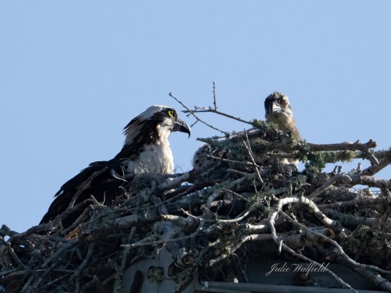 Osprey mom taking care of young at Briarwood Executive Golf Course