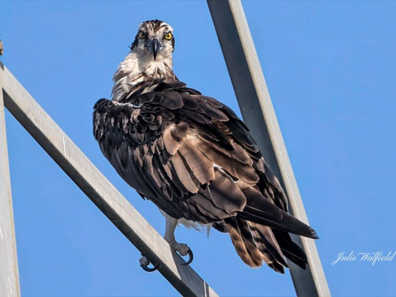 Osprey perched high above Sharon Rose Wiechens Preserve
