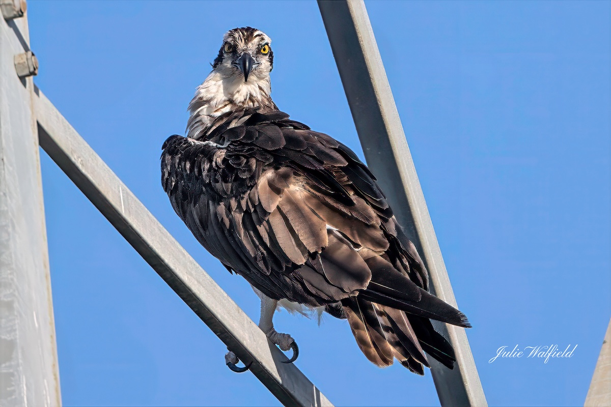 Ospreys perched high above Sharon Rose Wiechens Preserve Ospreys perched high above Sharon Rose Wiechens Preserve