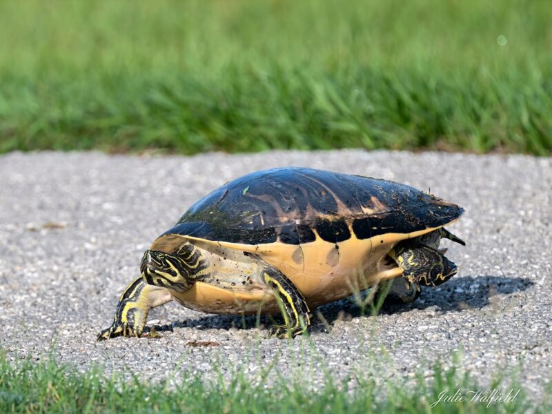 Peninsula cooter turtle moving about Sharon Rose Wiechens Preserve