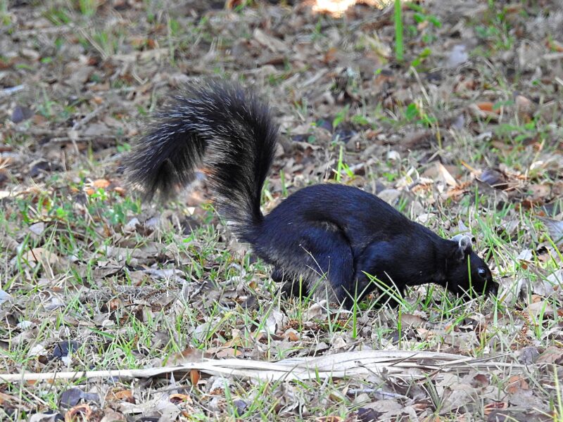 Rare black southern fox squirrel in the Village of Summerhill