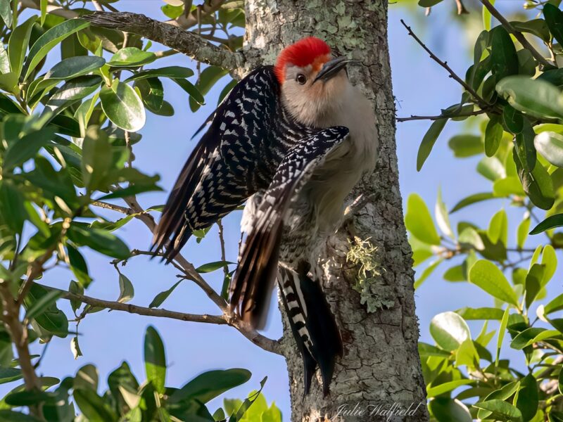 Red-bellied woodpecker going to work in The Villages