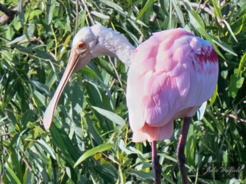 Roseate spoonbill at rookery in the Village of DeLuna