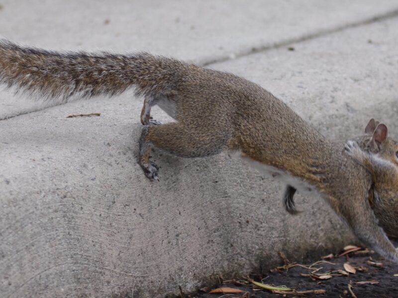 Squirrel relocates baby in Fenney Recreation Center parking lot