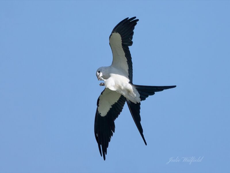 Swallow-tailed kite finding a snack in the Village of Shady Brook