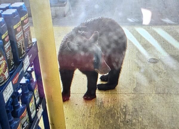 The bear started the day with a shopping trip at Lowe s at Trailwinds Village