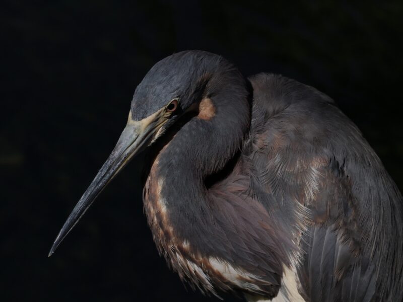 Tricolored heron enjoying the shade at Fenney Nature Trail