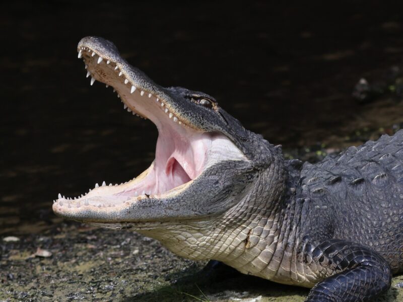 Alligator entertaining guests at Fenney Nature Trail