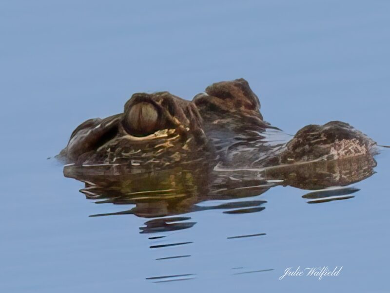 Alligator floating on a warm day in The Villages