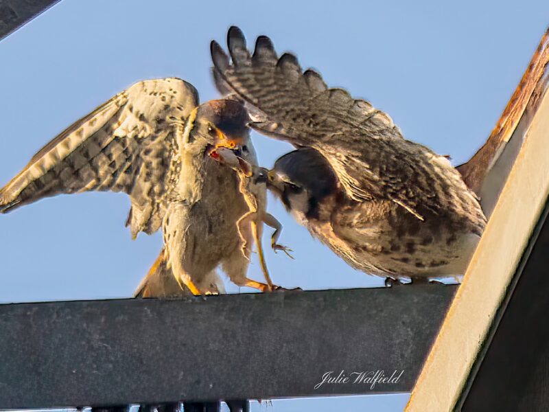 American kestrels sharing breakfast at Briarwood Executive Golf Course