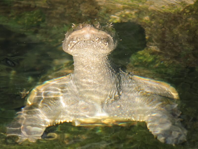 Baby snapping turtle at Fenney Nature Trail