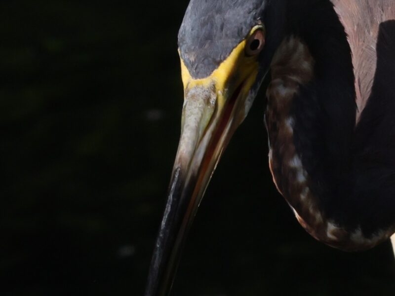 Beautiful tricolored heron enjoying meal at Fenney Nature Trail