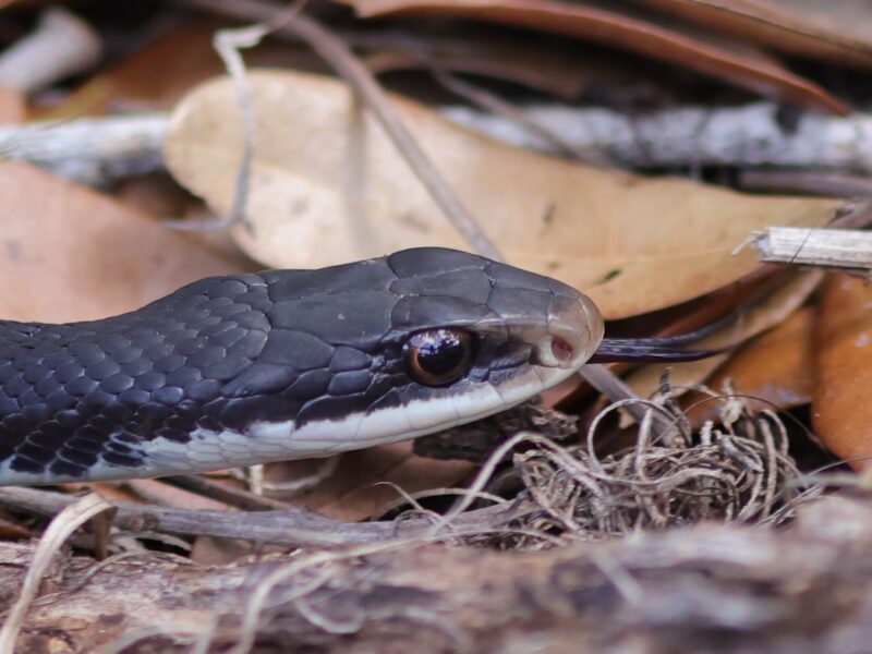 Black racer snake on the hunt at Fenney Nature Trail