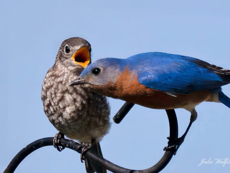 Eastern bluebird celebrating Father's Day in The Villages
