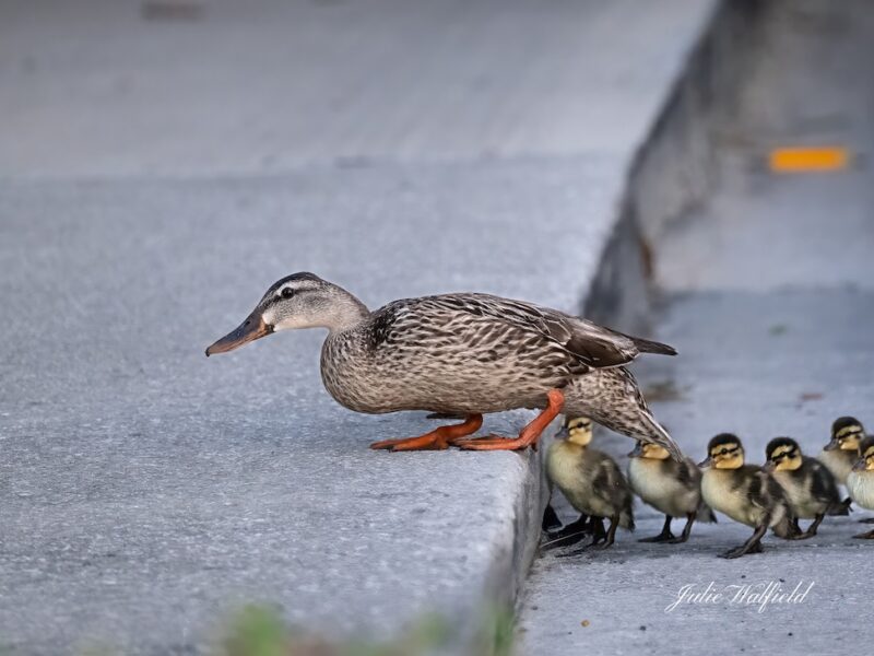 Family of ducks headed to Briarwood Executive Golf Course