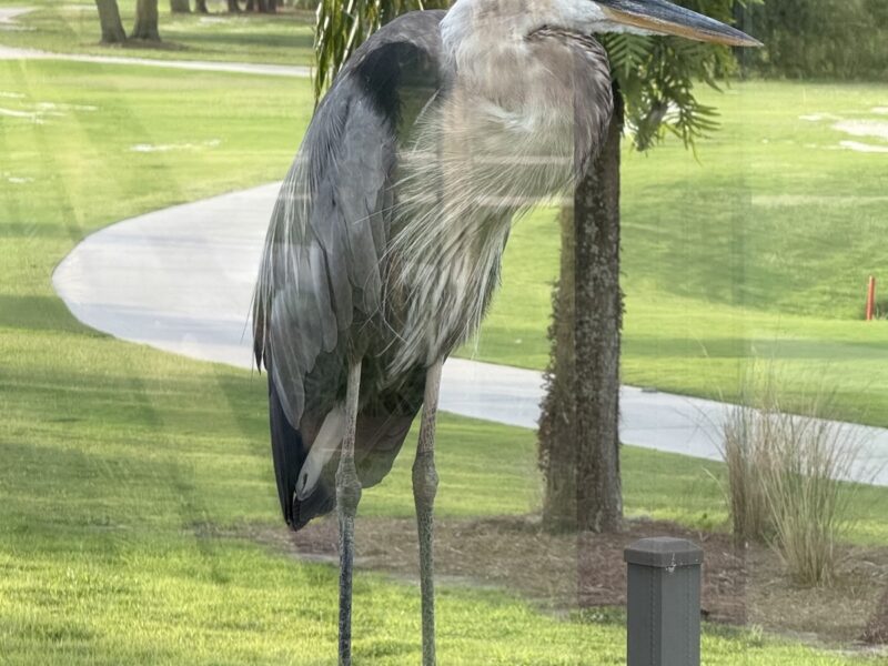 Great blue heron visits patio of home in The Villages