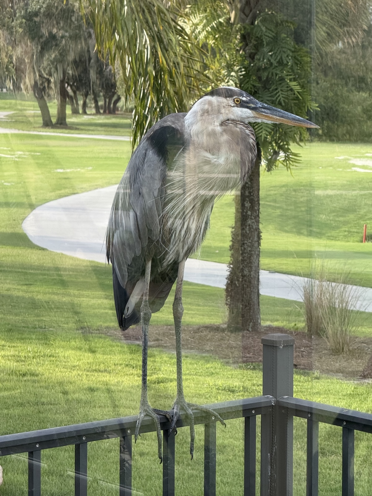 Great blue heron visits patio of home in The Villages Great blue heron visits patio of home in The Villages