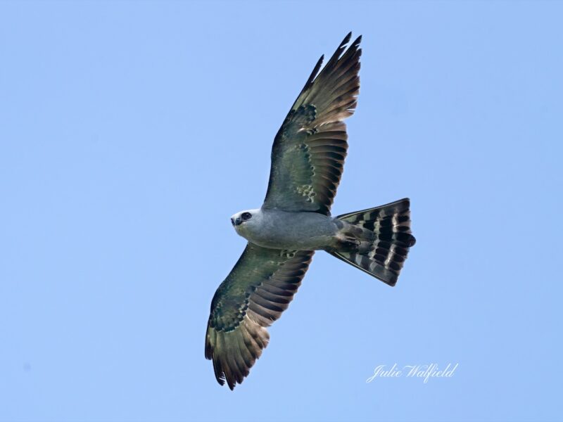 Mississippi kite soaring high above the Village of Newell