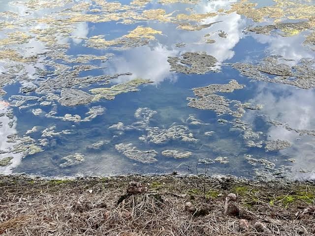 Pond featued image