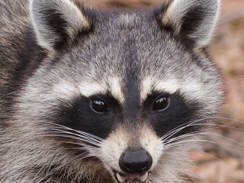 Raccoon enjoying a beautiful day at Fenney Nature Trail