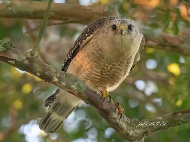 Red-shouldered hawk searching for meal in the Village of Chitty Chatty