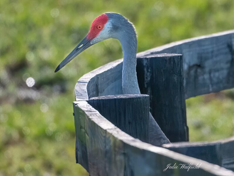 Sandhill crane on the fence at Hogeye Pathway