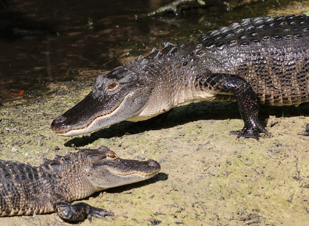 Smiling alligators at Fenney Nature Trail Smiling alligators at Fenney Nature Trail