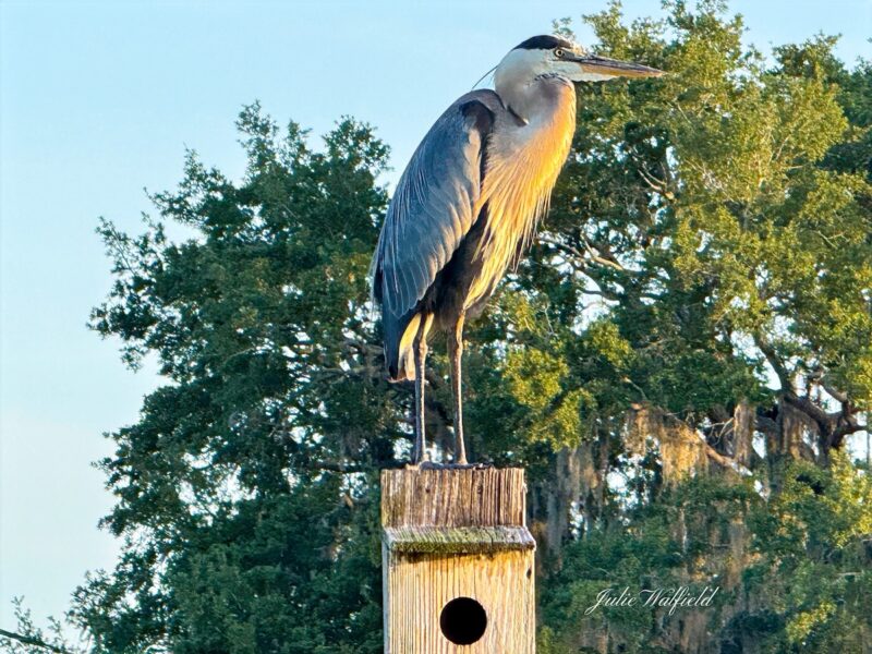 Statuesque great blue heron at Belmont Executive Golf Course in The Villages