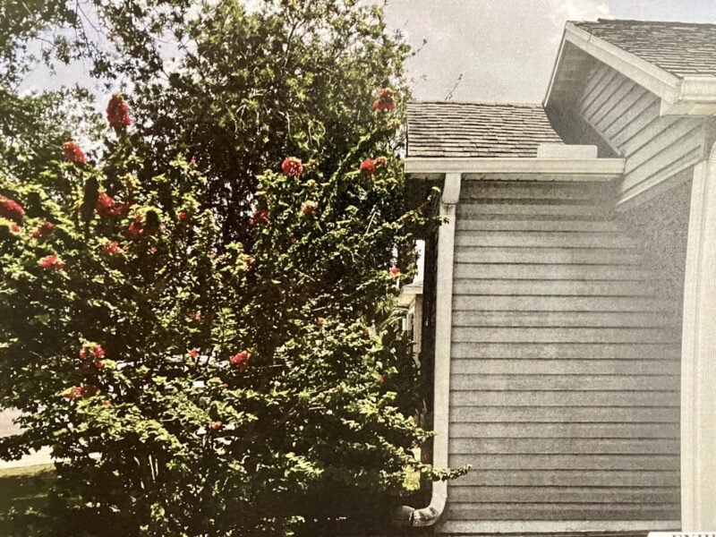 This overgrown tree has grown into the eaves of the home at 1734 Lisette Way in the Village of Mallory Square