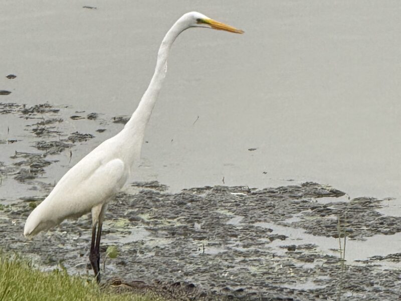 Alligator camouflaged near great egret in the Village of Denham