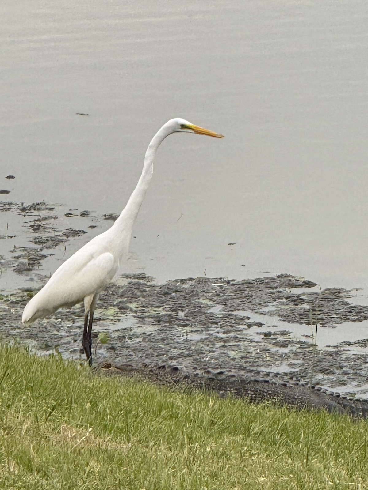 Alligator camouflaged near great egret in the Village of Denham Alligator camouflaged near great egret in the Village of Denham