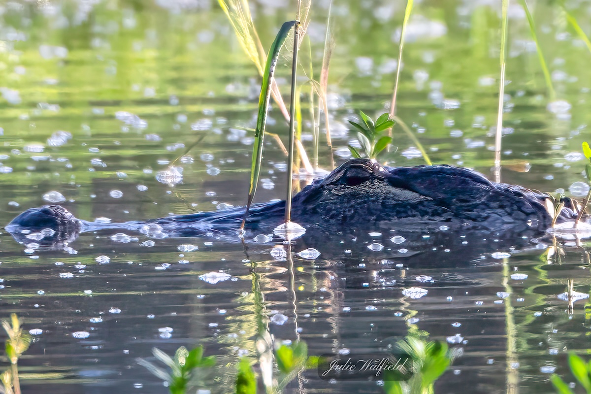 Alligator emerging from pond in The Villages Alligator emerging from pond in The Villages