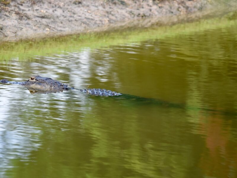 Alligator enjoying a summer day in the Village of Collier