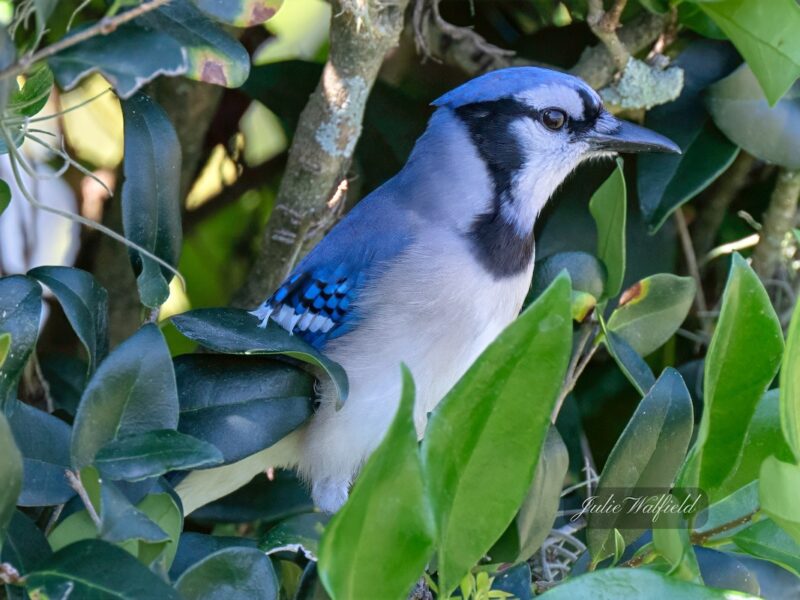 Blue jay escaping the heat in the Village of Liberty Park
