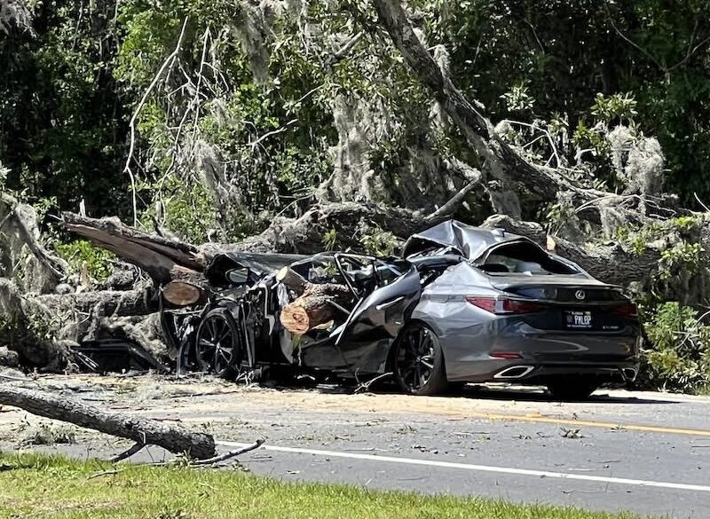 Car crushed by tree featured image