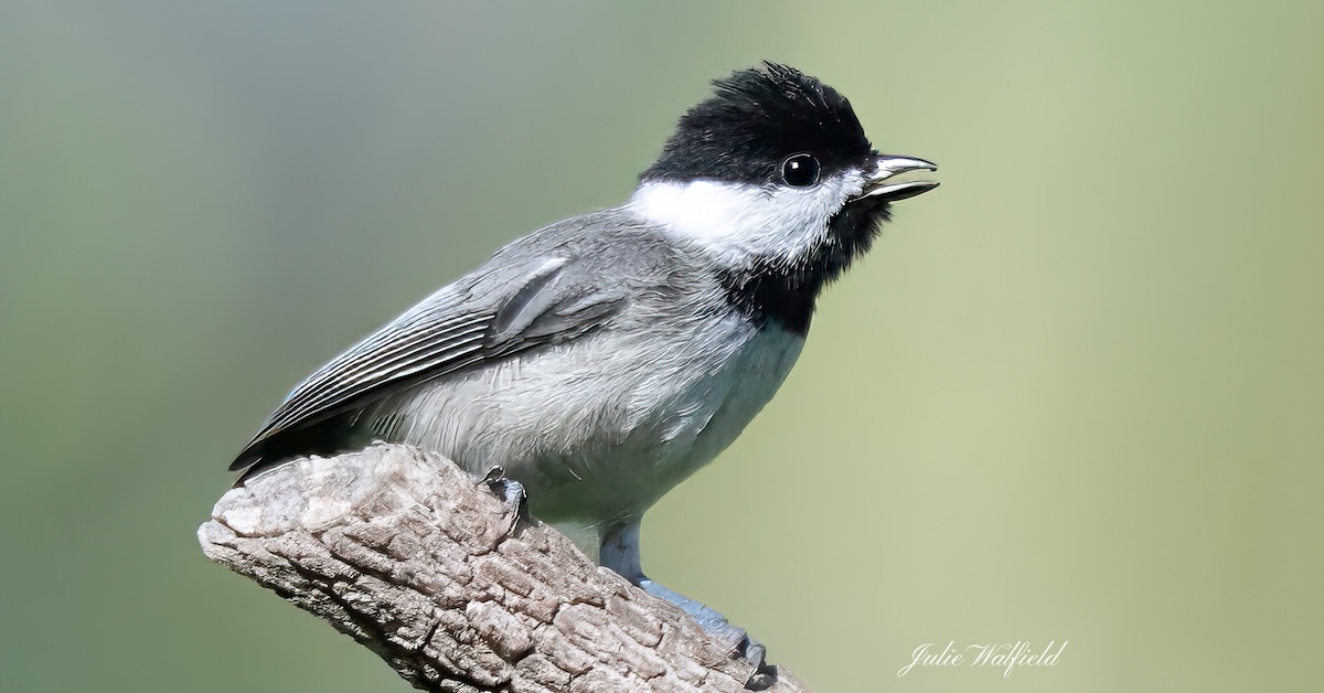 Carolina chickadee singing in The Villages Carolina chickadee singing in The Villages