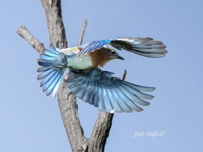 Eastern bluebird on the hunt for breakfast in The Villages
