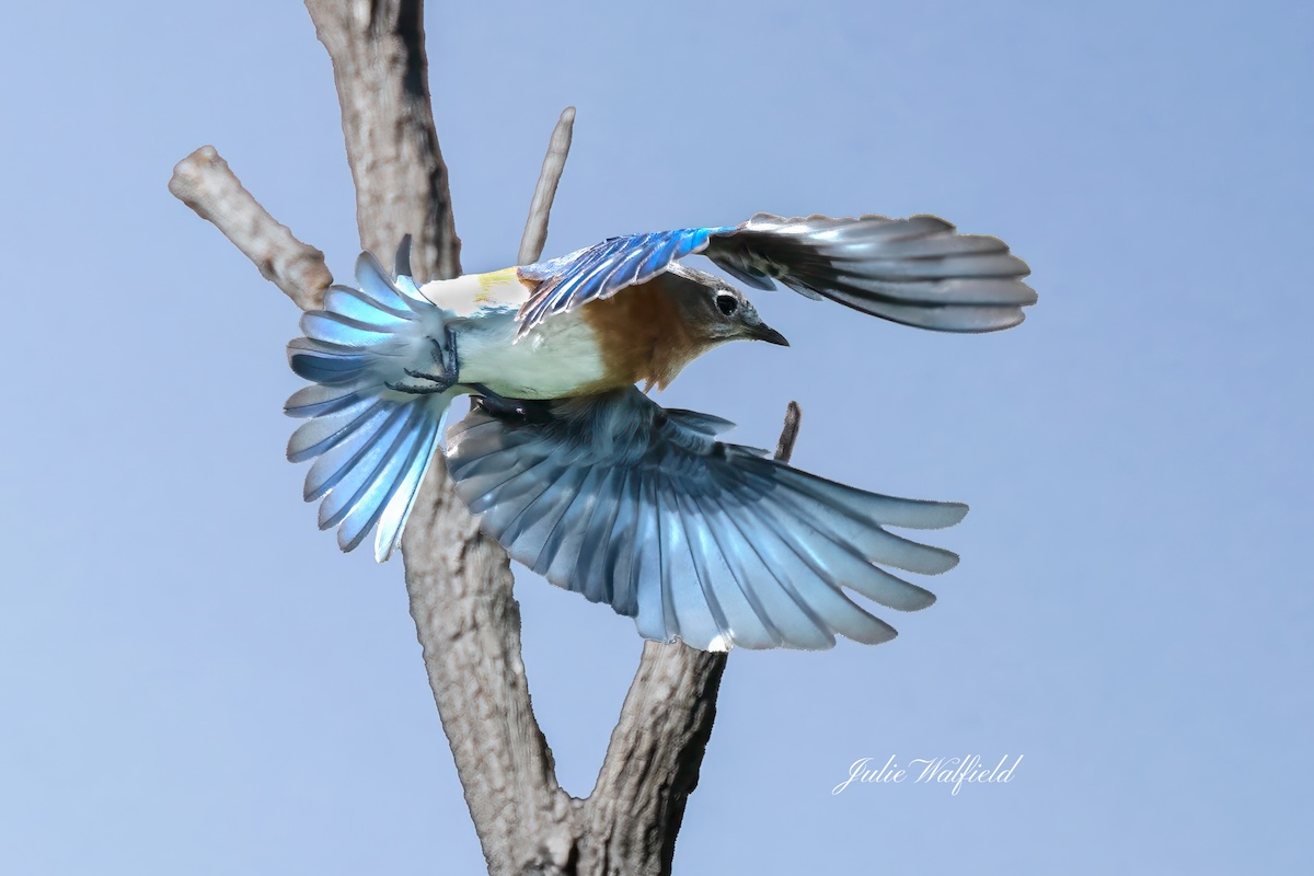 Eastern bluebird on the hunt for breakfast in The Villages Eastern bluebird on the hunt for breakfast in The Villages