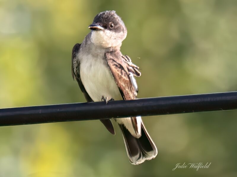 Eastern kingbird perched above the Lopez Legacy Championship Golf Course
