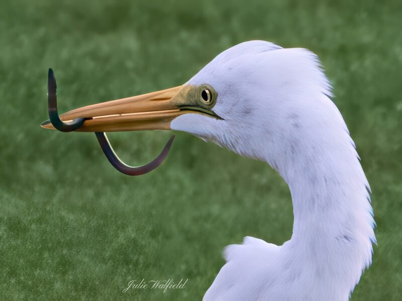 Great egret catching breakfast in the Village of Chitty Chatty