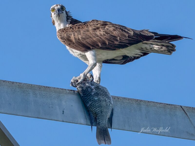 Osprey enjoying fish at Briarwood Executive Golf Course