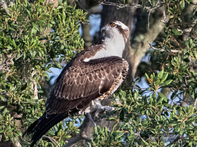 Osprey on the lookout at Briarwood Executive Golf Course