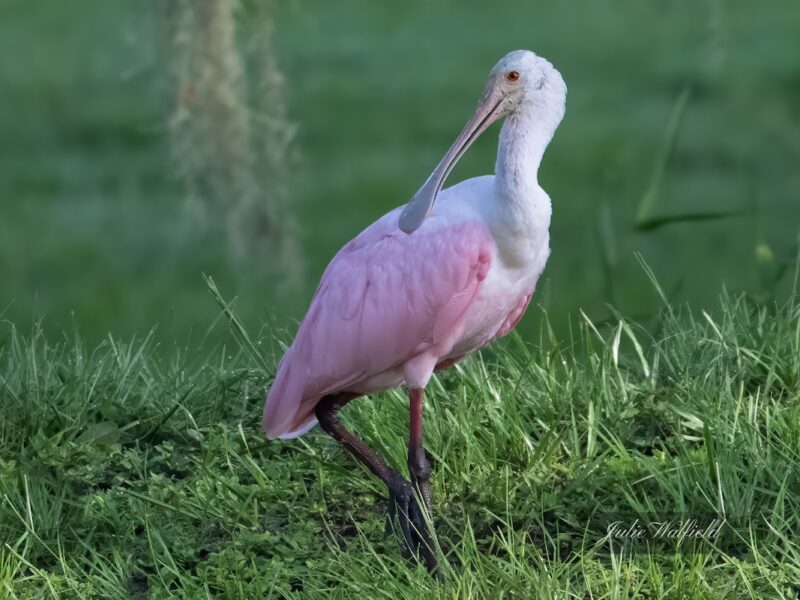 Roseate spoonbill proudly on display in the Village of St. Catherine