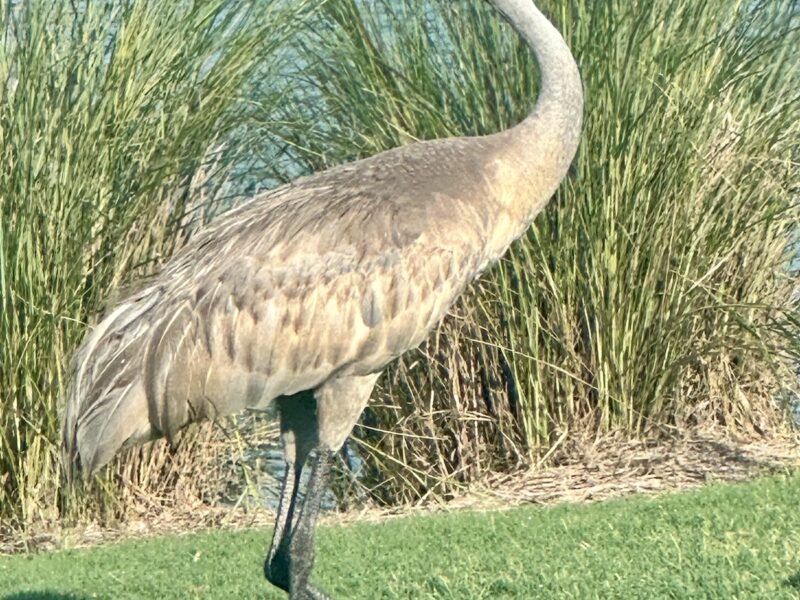 Sandhill crane at Longleaf Executive Golf Course