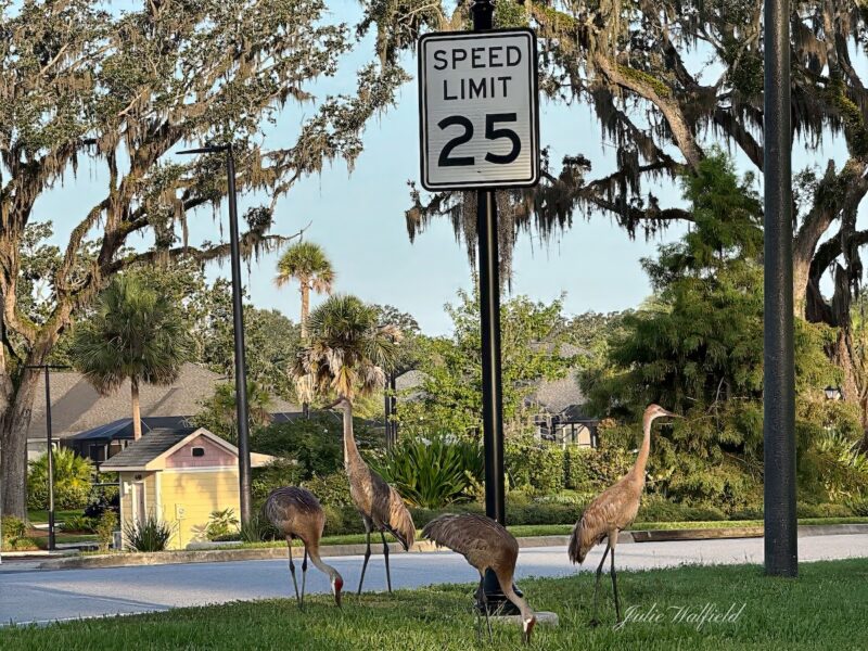 Sandhill cranes watching their speed in The Villages