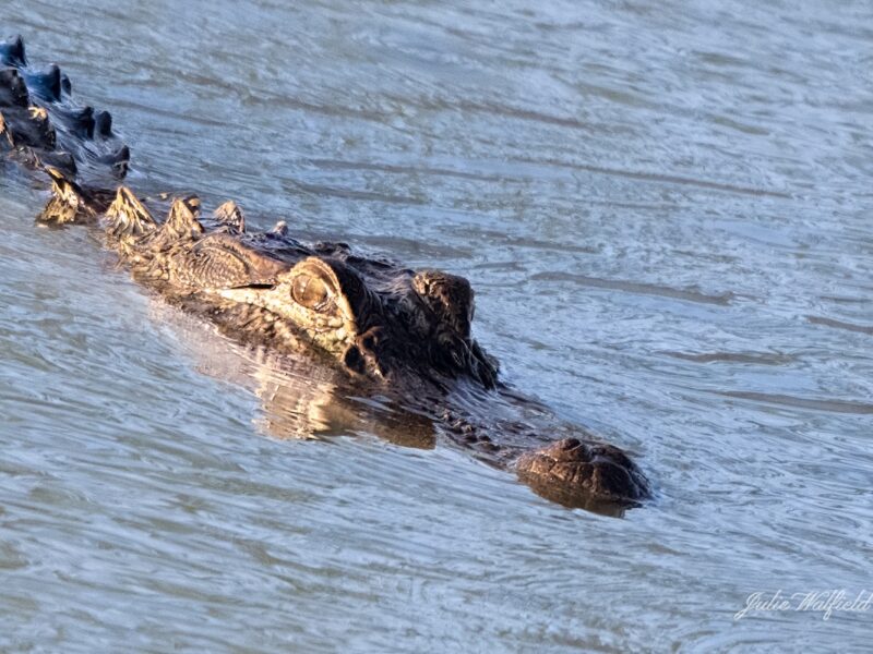 Alligator floating around pond in The Villages
