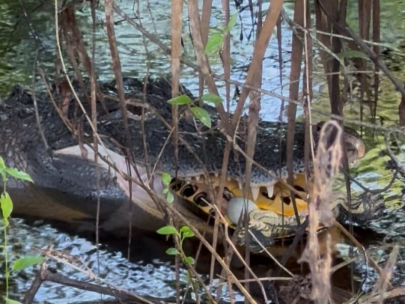 Alligator with turtle breakfast in The Villages