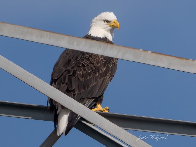 American bald eagle standing tall at Briarwood Executive Golf Course