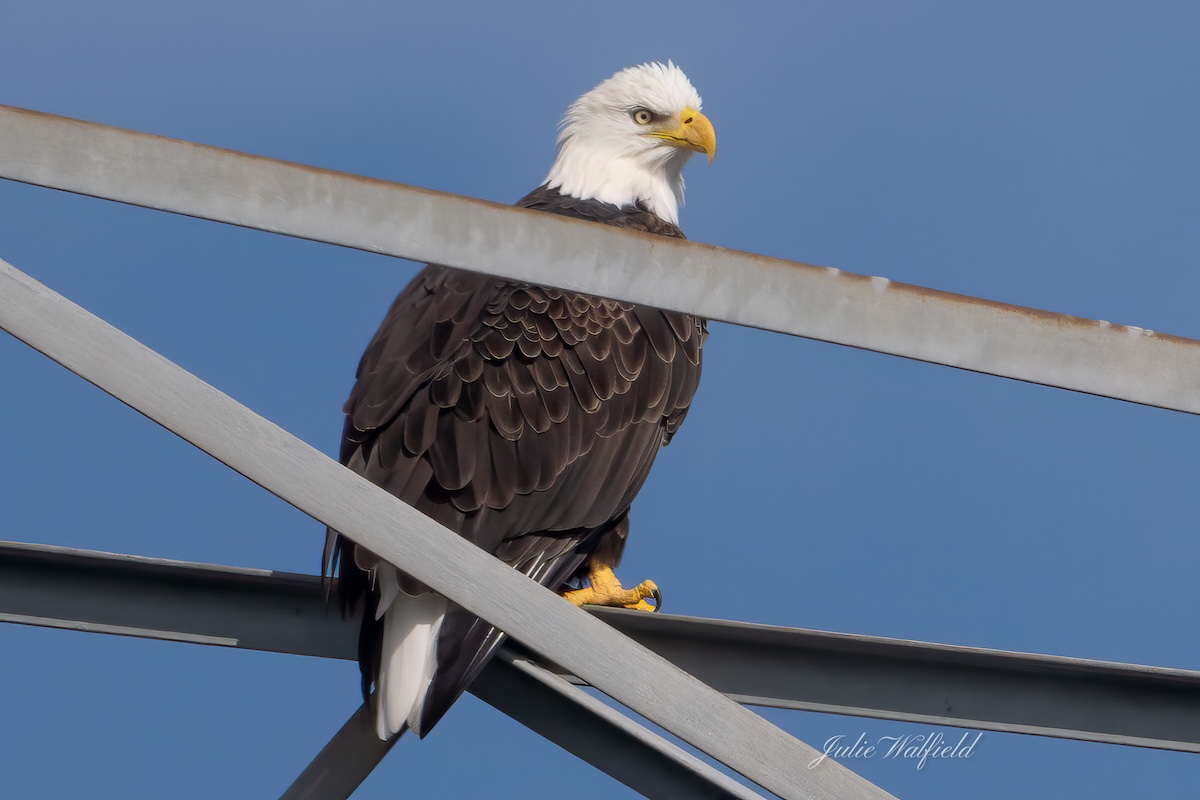 American bald eagle standing tall at Briarwood Executive Golf Course American bald eagle standing tall at Briarwood Executive Golf Course