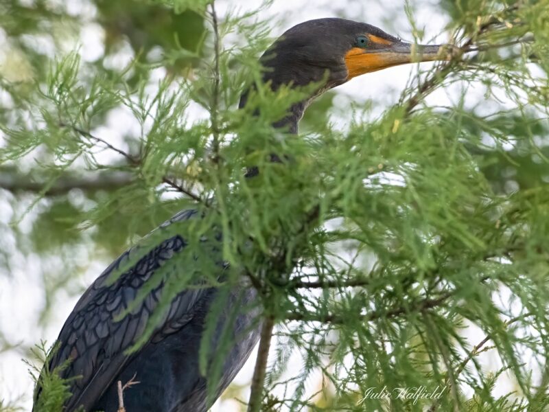 Double-crested cormorant enjoying shade in The Villages